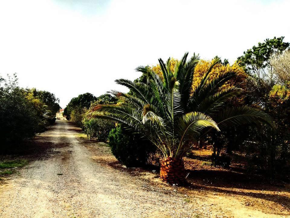 Il Lentischio Del Sinis Villa Putzu Idu Bagian luar foto